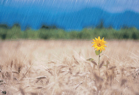 古诗词中的夏雨