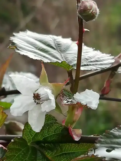 【有图】山莓花随拍