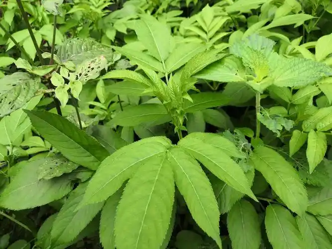 植物图鉴接骨草