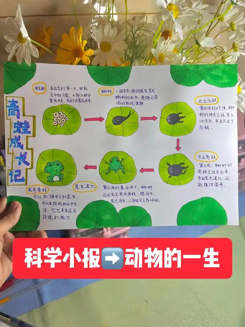 科学小报动物的一生,青蛙的成长过程#科学手抄报 #一起学画画 - 抖音