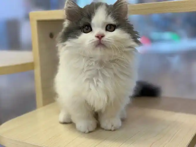 拿破仑猫napoleon