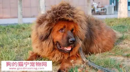 惊天兽多少钱一只好养吗惊天兽外形特征图片