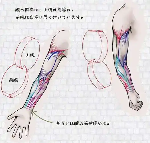 手臂的肌肉厚厚地附着在上臂的前后以及前臂的左右.