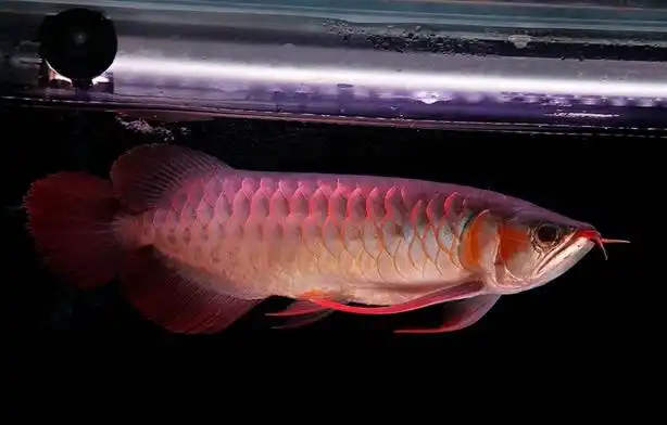 高级纯正的顶级辣椒红龙!不能太美.