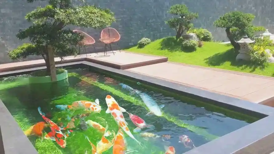 院子里造个鱼池养一群锦鲤意境也太美了吧我直接陶醉了