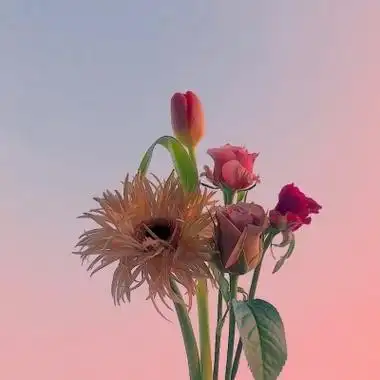 唯美一朵花头像似水年华