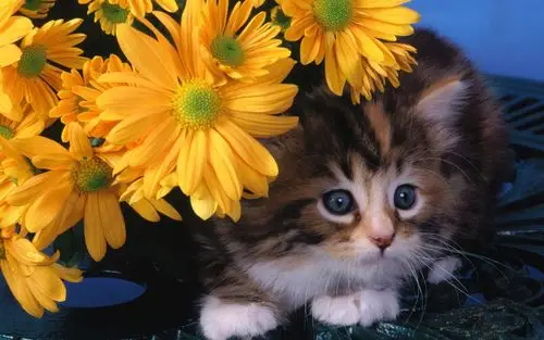 宠物合集 壁纸(一)11 - 1440x900