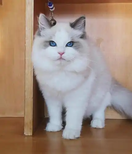 布偶猫精品蓝双色弟弟寻富养家庭