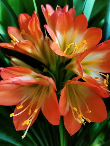 君子兰 ,花型精美,宛如人工雕琢般,叶片大气厚实,整体株型带有儒雅