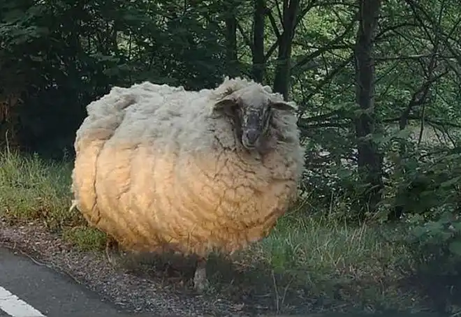 这只绵羊5年多没剃毛成网红羊毛重达40斤连狼都不愿意吃它