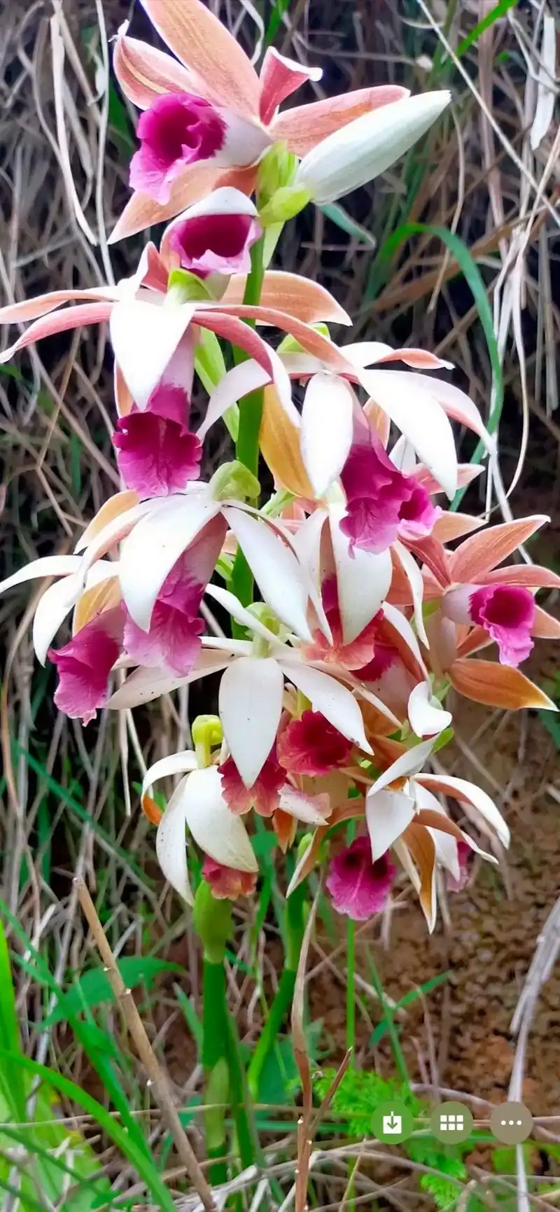 大山深处自然美山清水秀好风光 野生兰花 #精品兰花 - 抖音