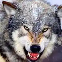 霸气凶残的狼的头像【点击鼠标右键下载】