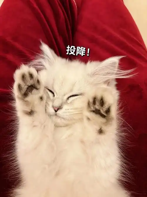 小猫咪手势表情包!谁家小猫咪这么可爱呀!#猫咪的迷惑行为 # - 抖音
