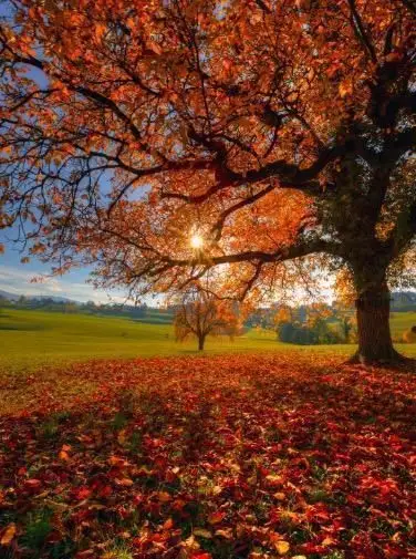 用24张摄影作品对比,送你10大秋天摄影技巧