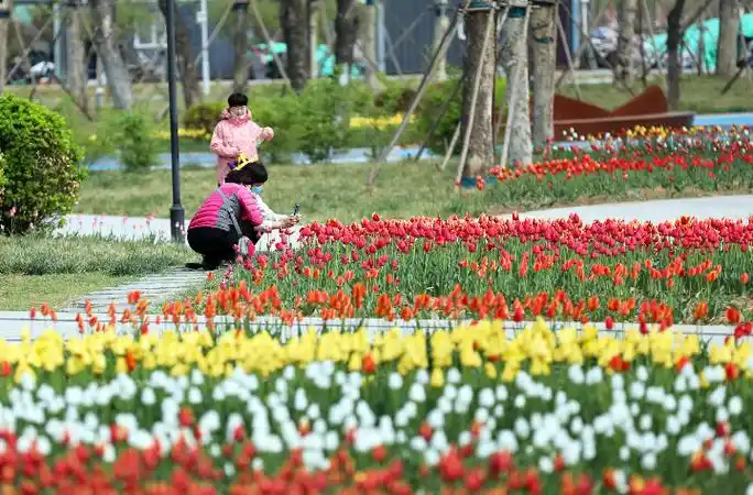 沿着公园的游步道走去,一朵朵,一丛丛的郁金香映入眼帘.