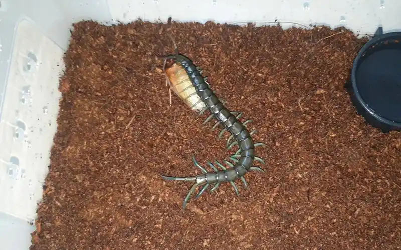 可爱小蜈蚣喂食