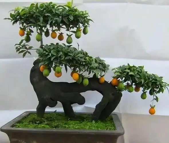 种植金弹子的技巧有哪些?养护好了,可以提升品味