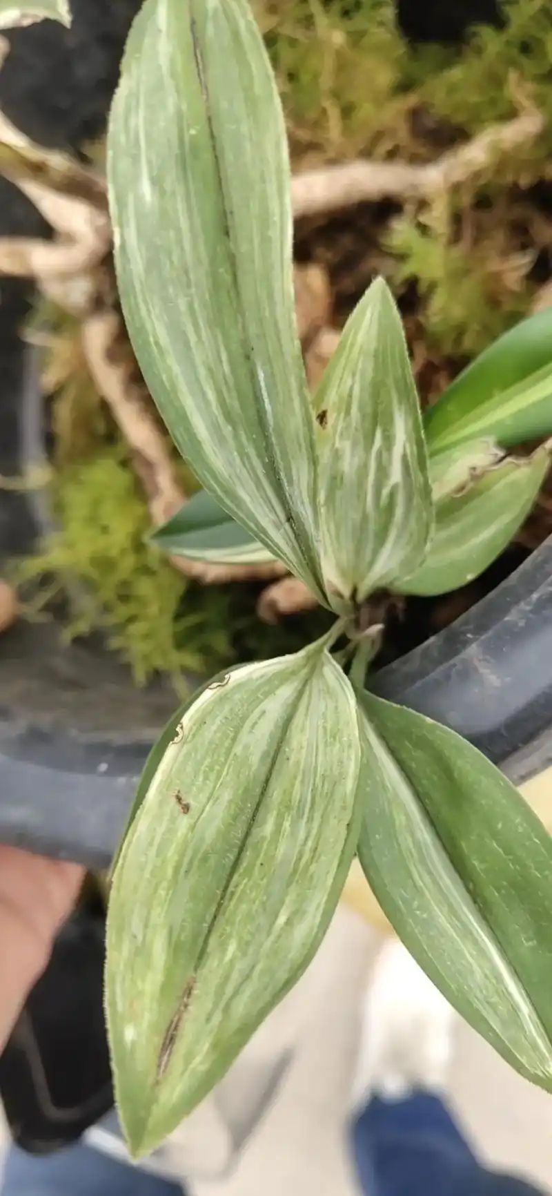 精品兔耳兰水晶艺#精品兰花欣赏  - 抖音