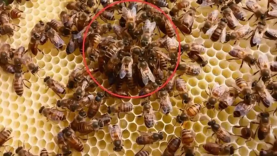 蜜蜂蜂王是怎么产卵的,养蜂新手米哥带你一睹为快