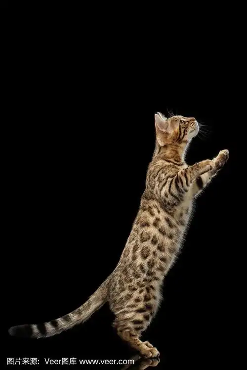 孟加拉猫滑稽站在后腿孤立的黑色背景