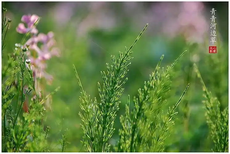 青青河边草