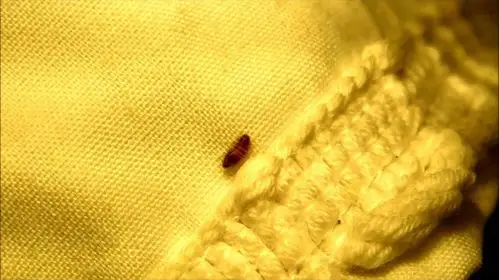 织物害虫_衣服被虫蛀怎么办_衣物怎么防蛀虫-byepest虫虫拜拜官网