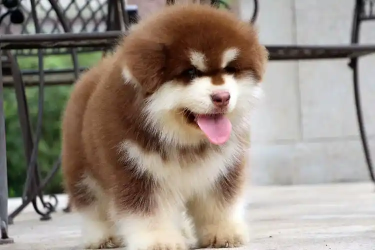 纯种熊版阿拉斯加犬 正规繁殖犬舍_贵阳阿拉斯加 _狗铺子