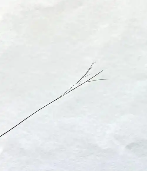 一根头发七个岔