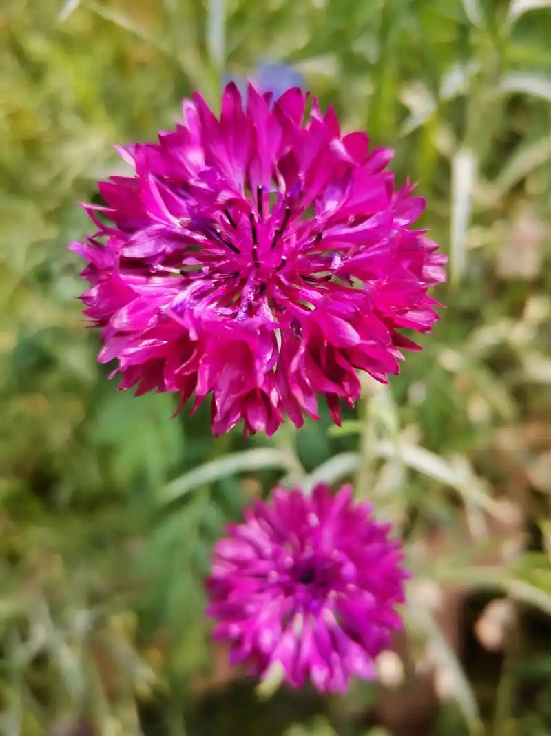 蓝花矢车菊别名:蓝芙蓉,车轮花,矢车菊菊科蓝花矢车菊属 - 抖音