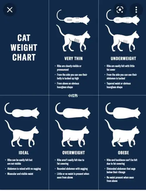 布偶猫究竟体重是多少