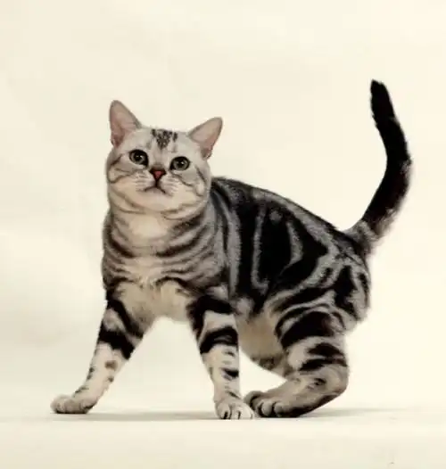 这样花纹的猫咪是什么品种的?