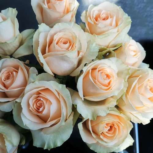 月季月季花花苗珍珠雪山四季开花灌木浓香切花花卉