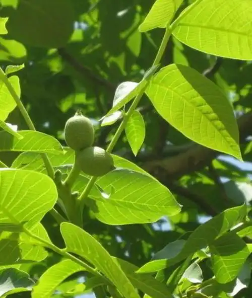 260,核桃分心木的功效
