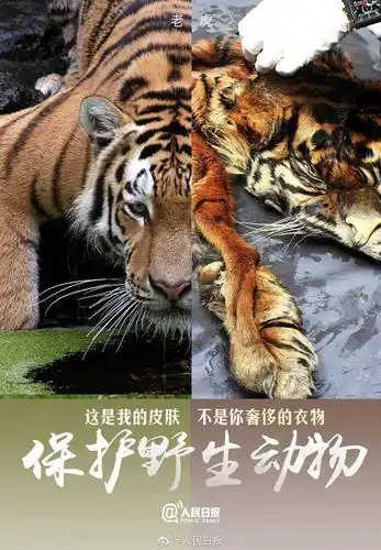 世界动物日|保护动物,愿被世界温柔以待