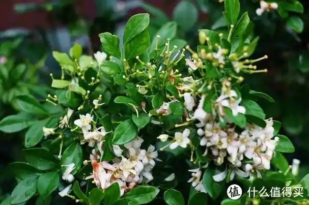 当前位置:>社区首页>家居家装>鲜花园艺>鲜花绿植>九里香鲜花绿植>