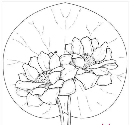 夏天的荷花简笔画大全植物简笔画简笔画大全