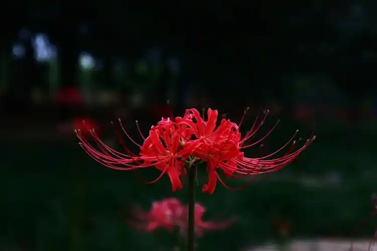 杜甫故里,彼岸花开