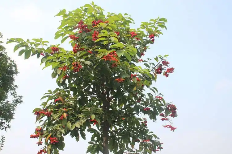 姹紫嫣红的假苹婆树