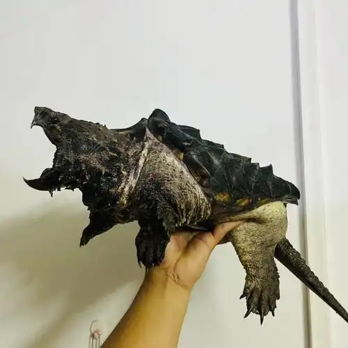 友们分享一下你们的宝贝大鳄一起交流##爬宠  #我的养宠日常  #大鳄龟