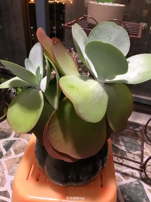 求助大神,唐印叶子下垂还有补救措施吗?