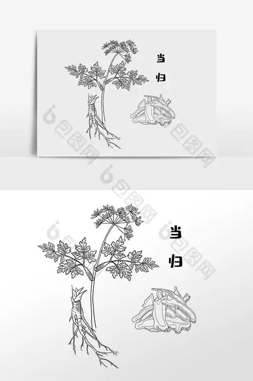 草药当归中医药材插画