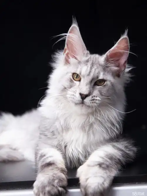 网红同款宠物猫 帅气霸气缅因小猫咪 可萌可甜性格好