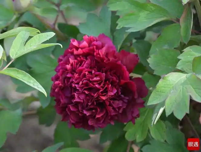 牡丹名品----冠世墨玉