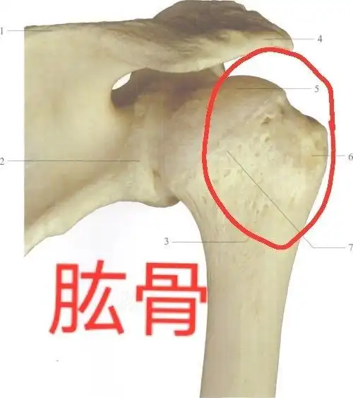 肱骨图片(来自百度)
