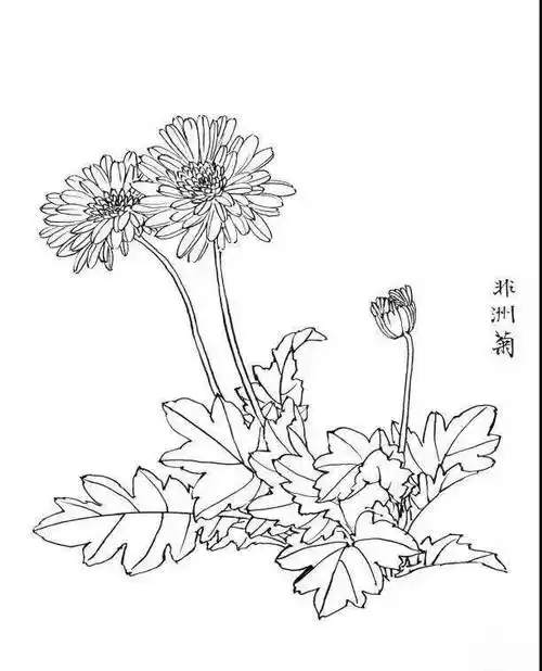 一组白描花卉30图结构简单入门学习极好