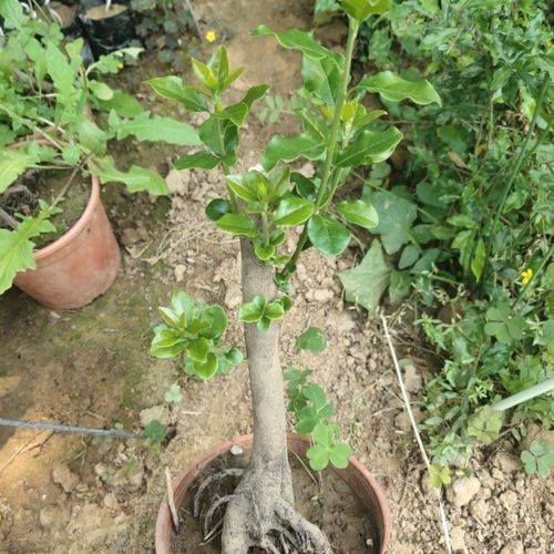 金弹子盆景树桩金蛋子金单子野生老桩原生母桩公桩生桩熟桩选桩