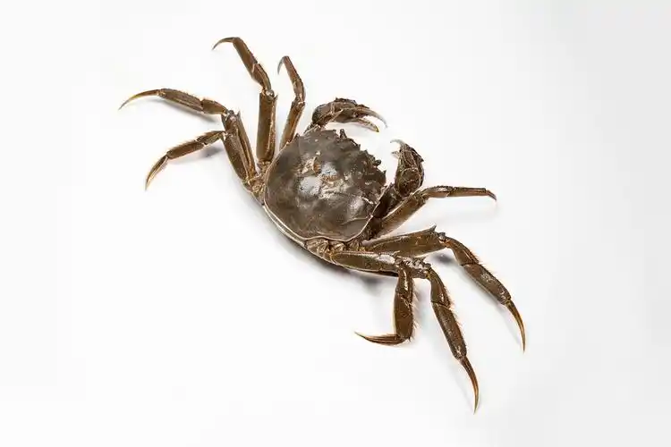 大闸蟹_活蟹_完整_免费的照片_免费图片_无版权图_速排小蚂蚁编辑器