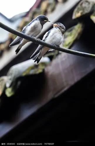 其它 小燕子 写美篇春天悄悄的来了 小燕子呢喃的声音 走进了 北方