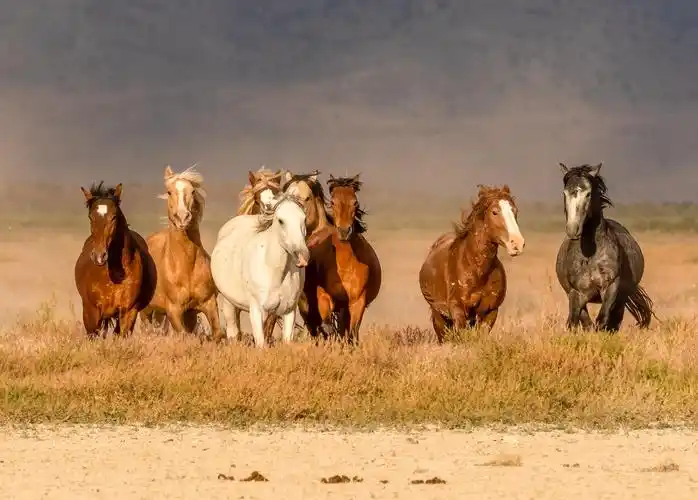 american wild horse coalition calls on bidens interior dept.