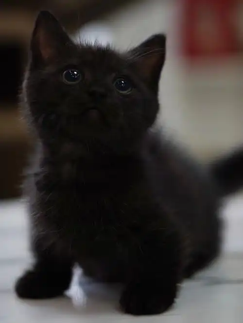 纯黑猫曼基康矮脚纯黑长毛高地杭州猫舍